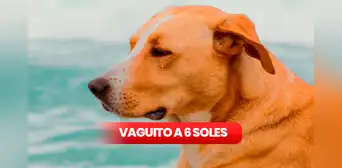 ‘Vaguito’ a solo 6 soles: ¿cómo y dónde se pudo acceder a la promoción por la Fiesta del Cine? ‘Vaguito’ a solo 6 soles: ¿cómo y dónde se pudo acceder a la promoción por la Fiesta del Cine?
