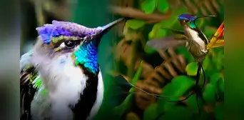 El colibrí más hermoso de la Tierra está en Sudamérica: sus plumas cambian de color con la luz El colibrí más hermoso de la Tierra está en Sudamérica: sus plumas cambian de color con la luz