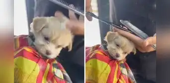 Peruana lleva a su perrito a barbería para su corte de pelo y enternece en redes: “Todo un caballerito” Peruana lleva a su perrito a barbería para su corte de pelo y enternece en redes: “Todo un caballerito”