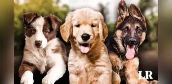 Esta es la raza de perro más inteligente del mundo en 2024, según un nuevo estudio