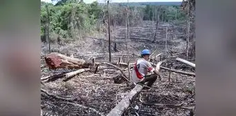 El 90% de las actividades económicas en la Amazonía son ilegales