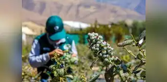 Perú se encamina a ocupar el octavo puesto como exportador mundial de fruta este 2024, según Mincetur Perú se encamina a ocupar el octavo puesto como exportador mundial de fruta este 2024, según Mincetur