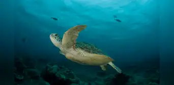 Estudio revela una ayuda nunca antes vista entre tortugas verdes y peces en el mar de Perú