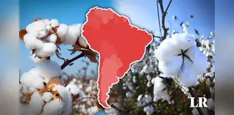 El único país que produce más algodón en Sudamérica y está en el top 3 del ranking mundial