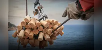 Los corchos serían la solución a los derrames de petróleo en el mar, según reciente estudio Los corchos serían la solución a los derrames de petróleo en el mar, según reciente estudio