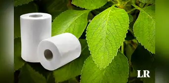 La planta usada como alternativa al papel higiénico en Estados Unidos y África: "Suaves y huelen a menta" La planta usada como alternativa al papel higiénico en Estados Unidos y África: "Suaves y huelen a menta"