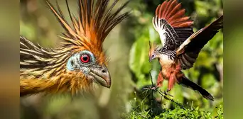 La extraña ave que solo existe en Sudamérica: los polluelos tienen garras en sus alas La extraña ave que solo existe en Sudamérica: los polluelos tienen garras en sus alas