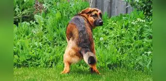 ¿Por qué mi perro me mira cuando hace sus necesidades?