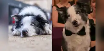 Messi, el perro estrella de ‘Anatomía de una caída’, tendrá su programa propio de televisión Messi, el perro estrella de ‘Anatomía de una caída’, tendrá su programa propio de televisión
