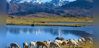 Huancavelica: denuncian grave contaminación de laguna Choclococha por parte de empresa extranjera Huancavelica: denuncian grave contaminación de laguna Choclococha por parte de empresa extranjera