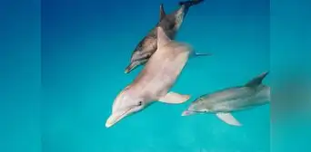 Estos son los animales acuáticos que recuerdan sus nombres para 'comunicarse' entre ellos