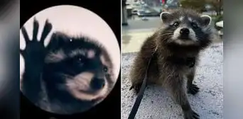 ¿Cómo se originó el clip viral de Pedro, el mapache de TikTok? Conoce su verdadera historia ¿Cómo se originó el clip viral de Pedro, el mapache de TikTok? Conoce su verdadera historia