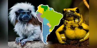 Los 4 animales exóticos, únicos de Sudamérica, que fueron destacados por National Geographic Los 4 animales exóticos, únicos de Sudamérica, que fueron destacados por National Geographic