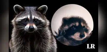 Procyon lotor: cómo es el mapache del video viral de ‘Pedro, Pedro, Pedro’ Procyon lotor: cómo es el mapache del video viral de ‘Pedro, Pedro, Pedro’