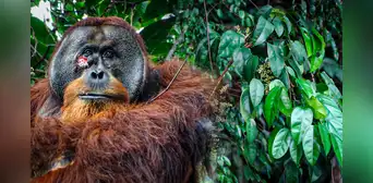 ¡Buenas noticias! Científicos captan, por primera vez, a un orangután curándose una herida con planta medicinal ¡Buenas noticias! Científicos captan, por primera vez, a un orangután curándose una herida con planta medicinal