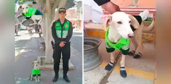 Sultán, el perrito que dejó de ser un ‘vaguito’ para convertirse en miembro de la PNP de Catacaos