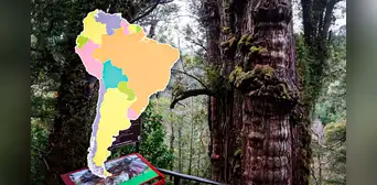 El árbol más antiguo del mundo es originario de Sudamérica, tiene más de 5.400 años y mide 30 metros