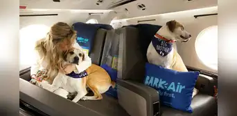 La buena noticia para los amantes de los perros: lanzan la primera aerolínea pet-friendly