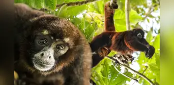 Descubre el mono que se creía extinto y solo habita en Perú: ¿cómo es esta especie?