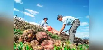 FOGASA: Fondo del Seguro Agrario incluirá a productores forestales FOGASA: Fondo del Seguro Agrario incluirá a productores forestales