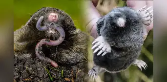 Conoce al animal más pequeño de Estados Unidos: mide 2 cm y pesa 12 gramos
