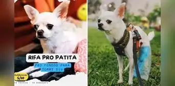 ¡Apoyemos a Tommy! Organizan rifa para operar a perrito que sufre problemas en los huesos ¡Apoyemos a Tommy! Organizan rifa para operar a perrito que sufre problemas en los huesos