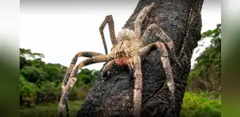 La araña más venenosa del mundo está en Sudamérica: su cuerpo mide como la palma de una mano