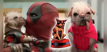 ‘Deadpool & Wolverine’: conoce a Peggy, la estrella perruna que interpretará a ‘Dogpool’, la versión canina del antihéroe de Marvel ‘Deadpool & Wolverine’: conoce a Peggy, la estrella perruna que interpretará a ‘Dogpool’, la versión canina del antihéroe de Marvel