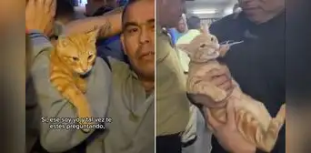 Gato fue hallado durante requisa en penal de PERÚ y en redes bromean: “Aquí hay gato encerrado” Gato fue hallado durante requisa en penal de PERÚ y en redes bromean: “Aquí hay gato encerrado”