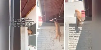 Gatito usa insólito método para escapar de su casa y usuarios dicen: “Ni en 'Misión imposible'” Gatito usa insólito método para escapar de su casa y usuarios dicen: “Ni en 'Misión imposible'”