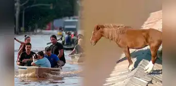 Un caballo queda atrapado en el techo durante devastadoras inundaciones en Brasil Un caballo queda atrapado en el techo durante devastadoras inundaciones en Brasil