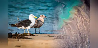 Las especies marinas aún no se recuperan de los derrames petroleros en Perú: ¿Cómo están actualmente? Las especies marinas aún no se recuperan de los derrames petroleros en Perú: ¿Cómo están actualmente?