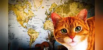 Este es el país líder con más gatos domésticos en el mundo: supera a China y Rusia Este es el país líder con más gatos domésticos en el mundo: supera a China y Rusia