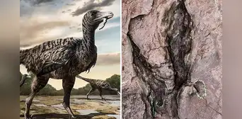 Descubren en China huellas de un dinosaurio gigante con tan solo dos dedos Descubren en China huellas de un dinosaurio gigante con tan solo dos dedos