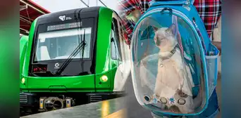 ATU: mascotas podrán ser transportadas en buses y trenes de Metropolitano, Línea 1 y corredores ATU: mascotas podrán ser transportadas en buses y trenes de Metropolitano, Línea 1 y corredores