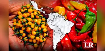 El nuevo ají más picante del mundo está en América: no es de Perú ni México y tiene un récord Guinness El nuevo ají más picante del mundo está en América: no es de Perú ni México y tiene un récord Guinness