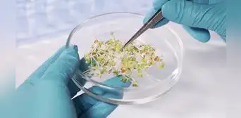 Aspec sobre posible ingreso de transgénicos al Perú: "Afecta la agrobiodiversidad" Aspec sobre posible ingreso de transgénicos al Perú: "Afecta la agrobiodiversidad"