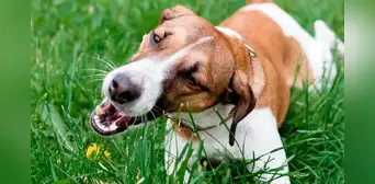 Descubre por qué los perros comen pasto: ¿es verdad o no que está ligado a problemas digestivos? Descubre por qué los perros comen pasto: ¿es verdad o no que está ligado a problemas digestivos?