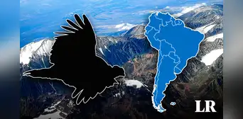 El ave más grande del mundo habita en Sudamérica: es considerada un símbolo nacional