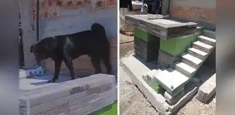 Dueña construyó minivivienda para su perrito y usuarios dicen: “Firulays con casa propia” Dueña construyó minivivienda para su perrito y usuarios dicen: “Firulays con casa propia”