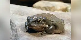 Científicos descubren una nueva esperanza para la ansiedad y la depresión en las toxinas de un sapo del río Colorado