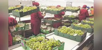 Midagri: agroexportadoras volverán a pagar 15% del IR
