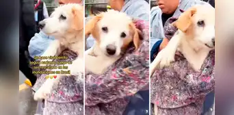 Brasil: perrito conmueve al mundo al seguir nadando, pese a haber sido rescatado de inundaciones Brasil: perrito conmueve al mundo al seguir nadando, pese a haber sido rescatado de inundaciones