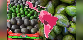 Luna, la nueva variedad de aguacate escogida como el mejor invento agronómico que se produce en América Latina