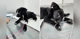 Denuncian caso de abuso sexual a una perrita en Ventanilla