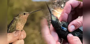 Científicos descubren una nueva especie de colibrí más grande del mundo en los Andes de Sudamérica