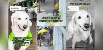 Perrito callejero ‘asalta’ a mascota de tienda, se lleva su ropa y usuarios bromean: “Ni Firulais perdona”