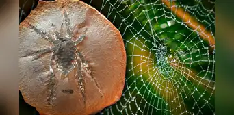 Científicos descubren impactante araña que vivió en la época del Carbornífero: "Se trata de una nueva especie" Científicos descubren impactante araña que vivió en la época del Carbornífero: "Se trata de una nueva especie"