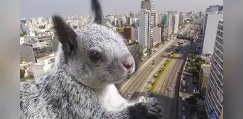 ¿Ves muchas ardillas en LIMA?: conoce por qué hay tantas en la capital y los distritos donde ubicarlas ¿Ves muchas ardillas en LIMA?: conoce por qué hay tantas en la capital y los distritos donde ubicarlas