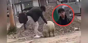 Joven mata a oveja y justifica el acto como un “mal día”: vecinos piden condena por maltrato animal